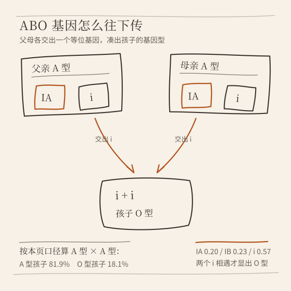 ABO 基因遗传路径:两个 i 相遇就是 O 型
