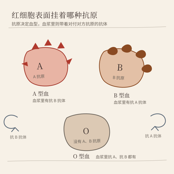 红细胞表面抗原决定你是哪一型