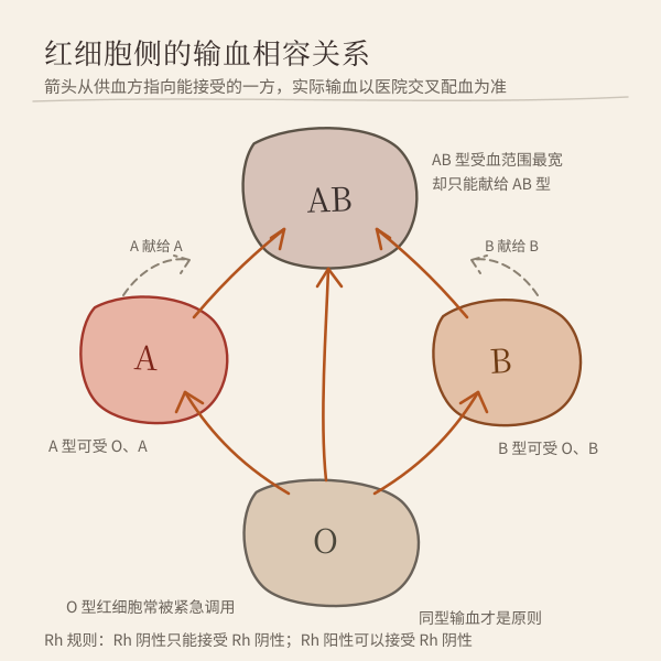 ABO 输血相容关系(红细胞侧)