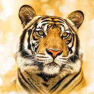 今日明日生肖运势全解析：解锁5个好运法则