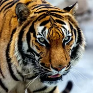 十二生肖五行属性解析：10分钟看懂命理奥秘