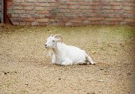 十二星座煲电话粥的真实状态