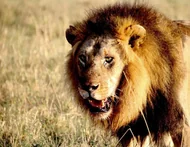 2025横财入命的四大星座（附财富爆发时间表）